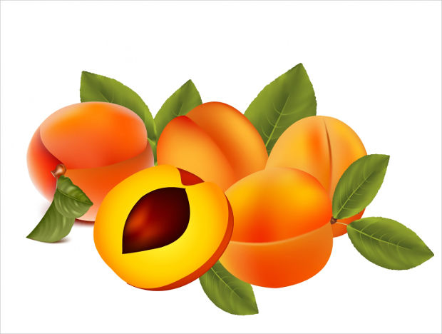 realistic apricot vector