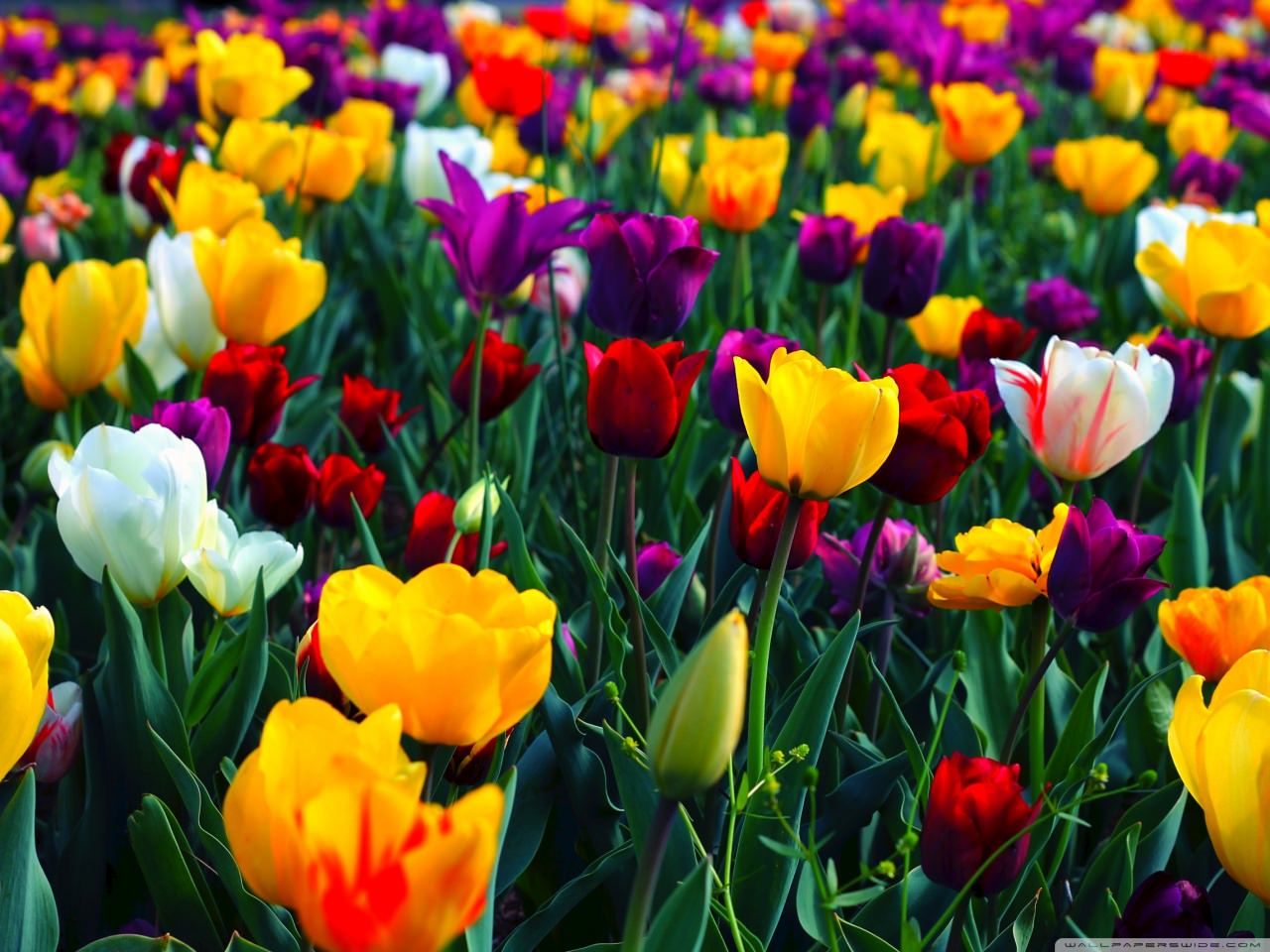 30+ Spring Backgrounds, Wallpapers, Images, Pictures ...
