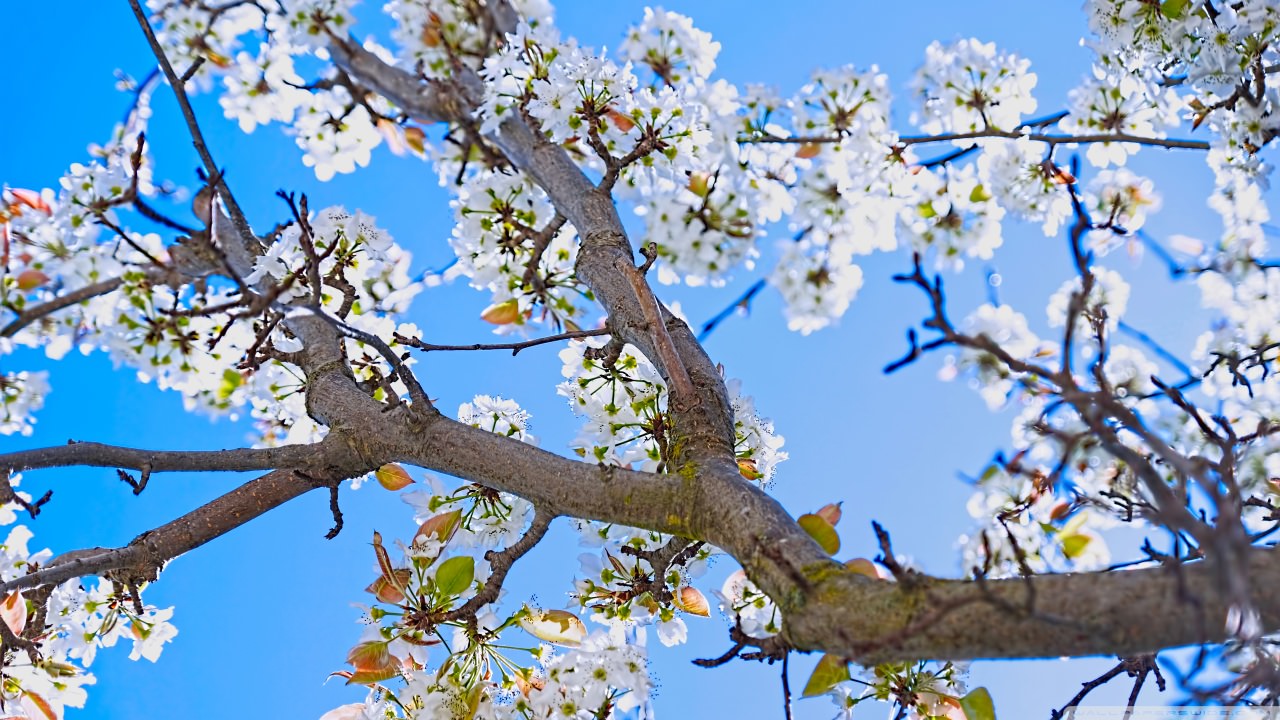 spring pear tree background1
