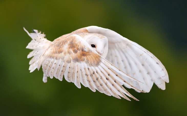 flying owl wallpaper for desktop