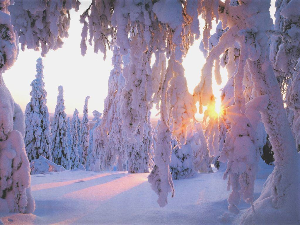 frozen forest background2