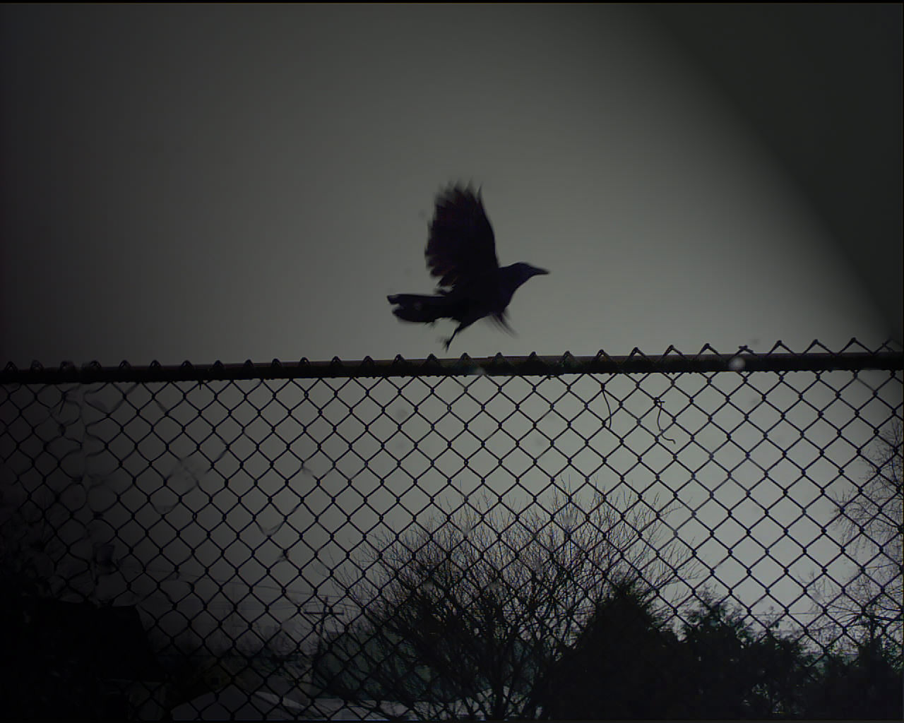 dark bird background