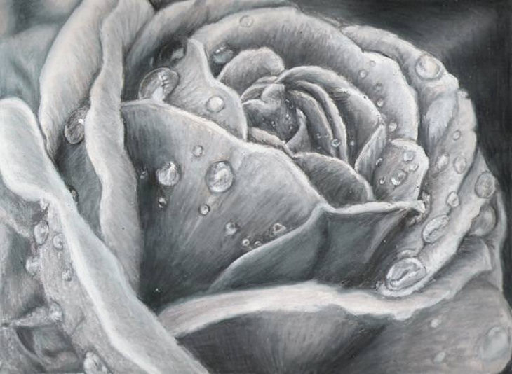 rose with water droplets sketch