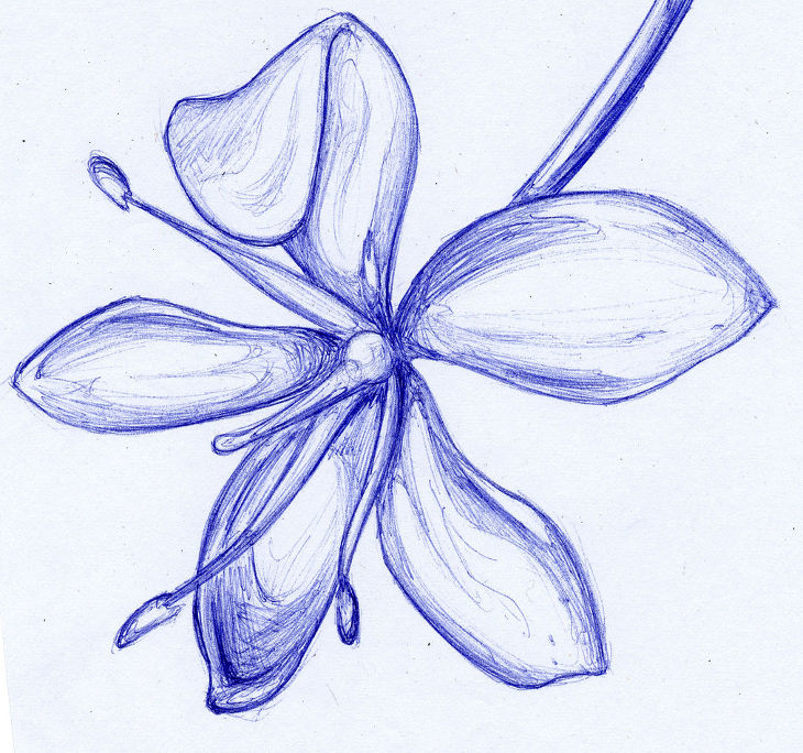 flower blue ballpoint drawing