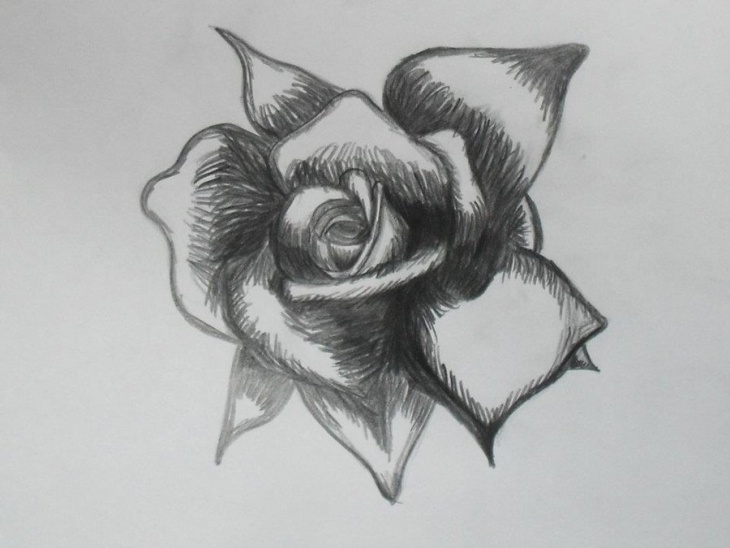 Attractive Rose Drawings | Design Trends