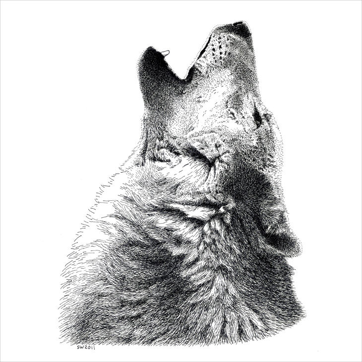 howling wolf drawing