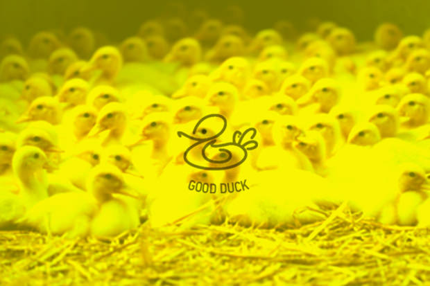 duck logo for a company that is engaged in cultivation and sale of ducks