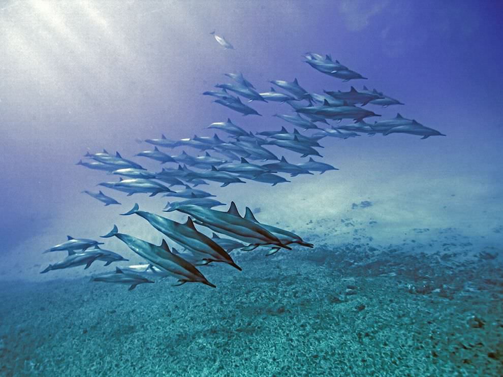 ocean dolphins