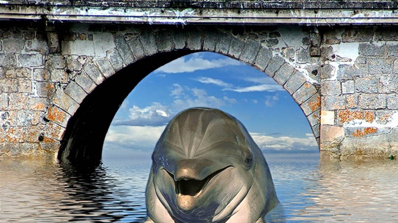 dolphin with bridge background