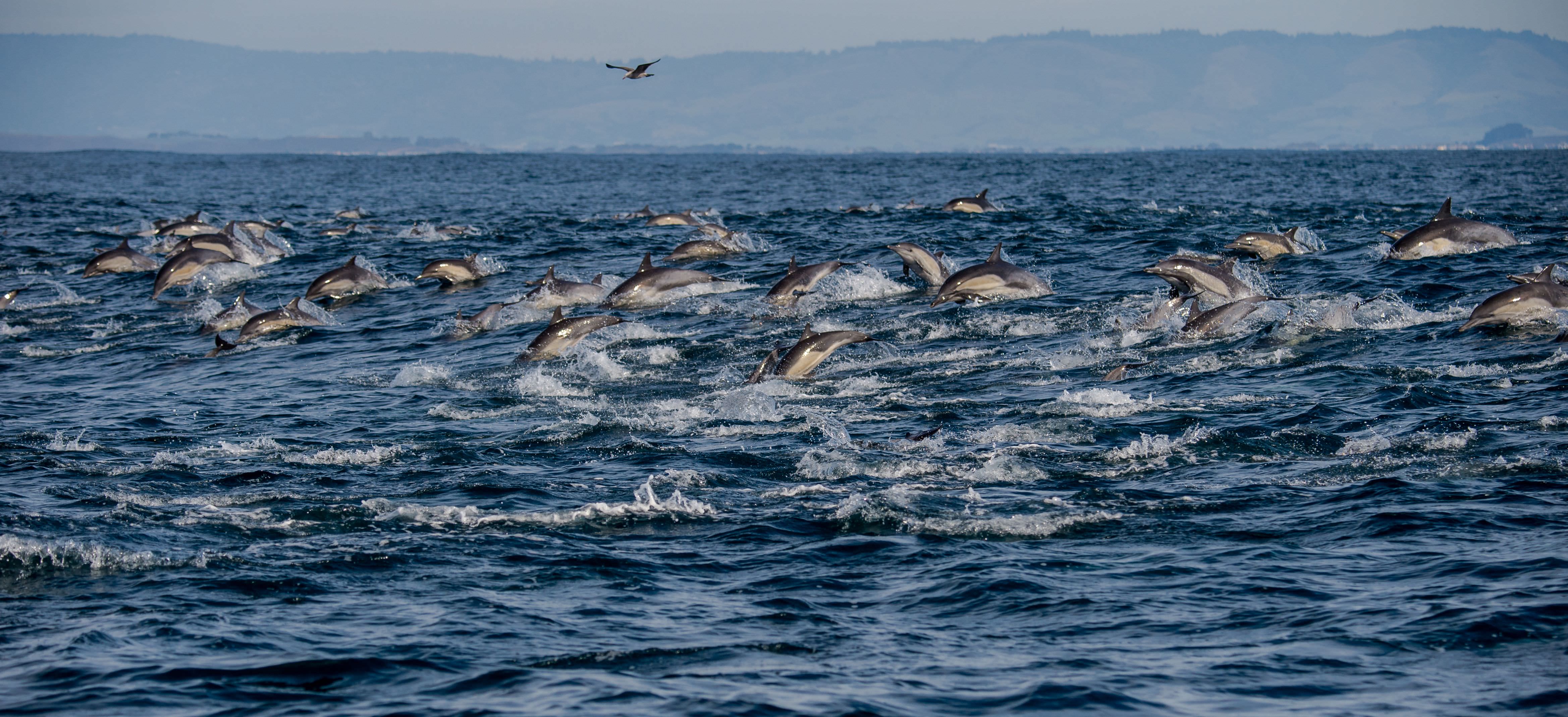 group of dolphins desktop wallpaper
