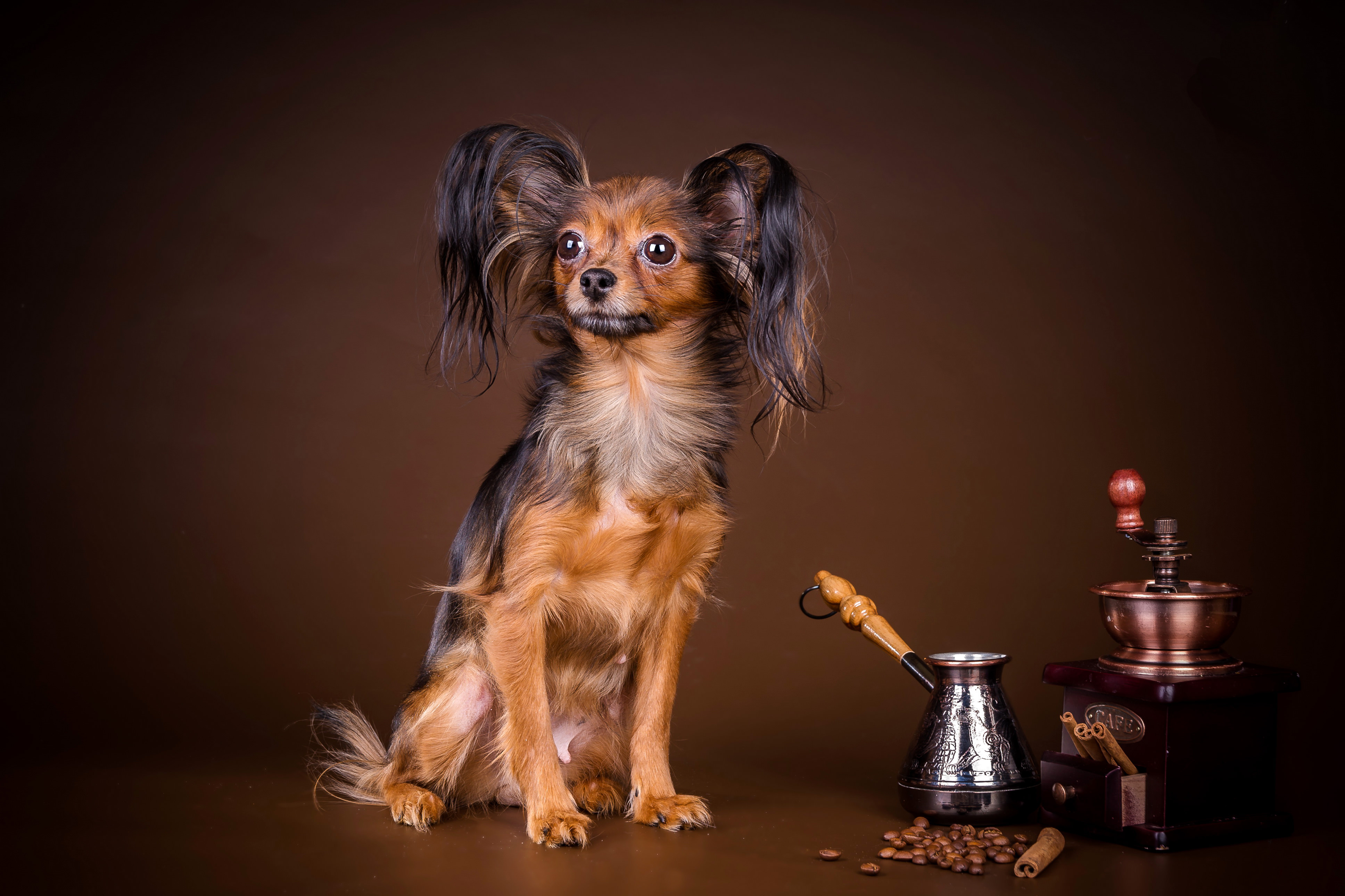 dog with coffee grains wallpaper