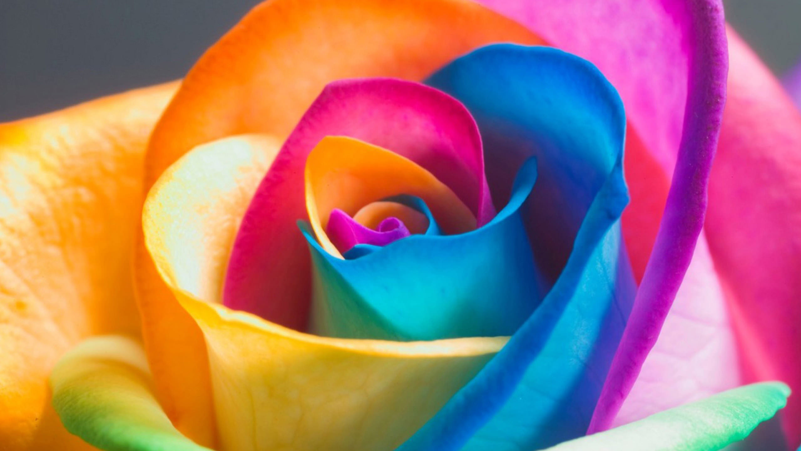 colorful petals image background