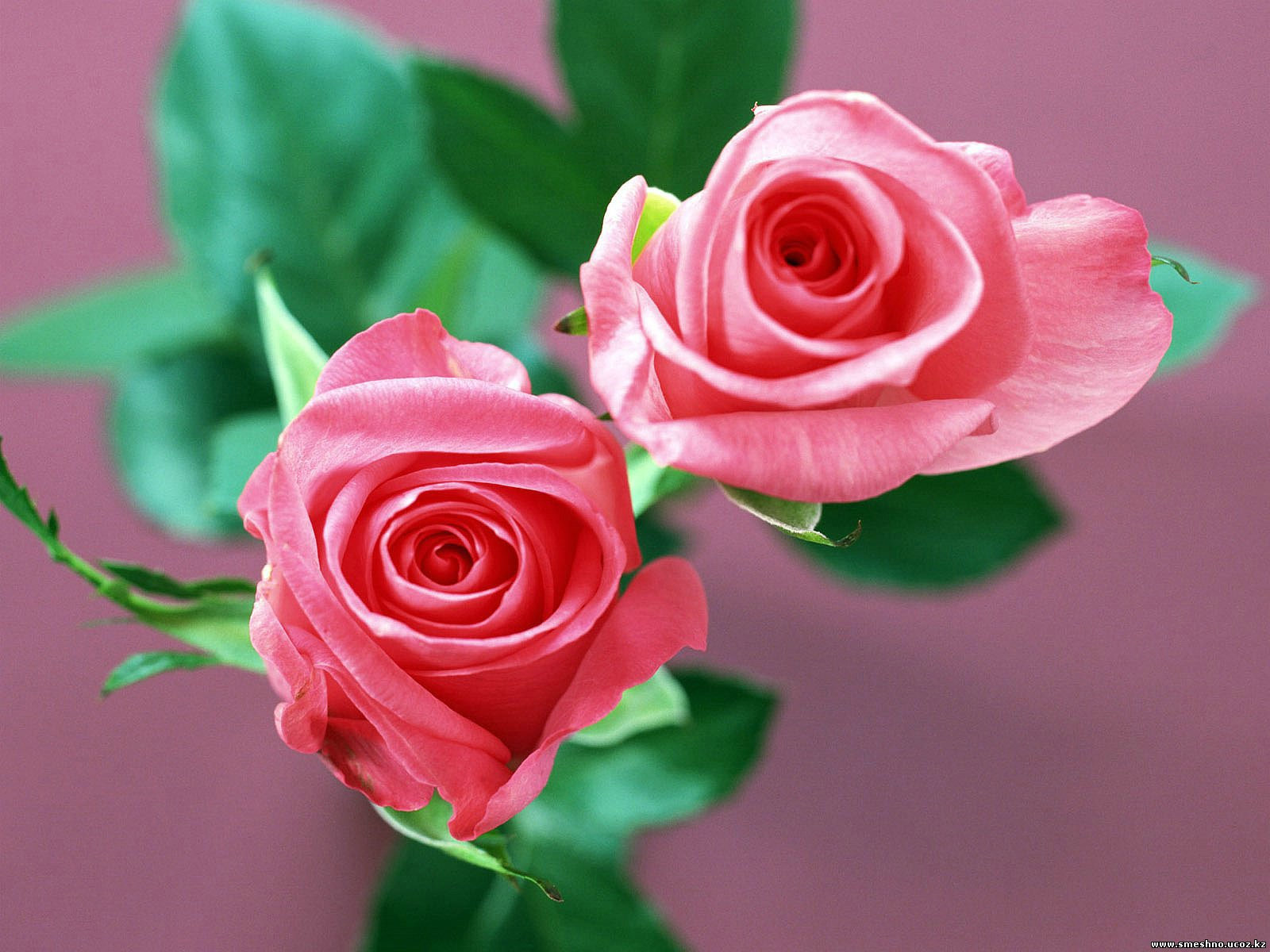 cute two pink roses wallpaper2