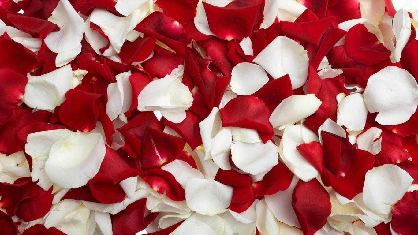 red and white rose petals background