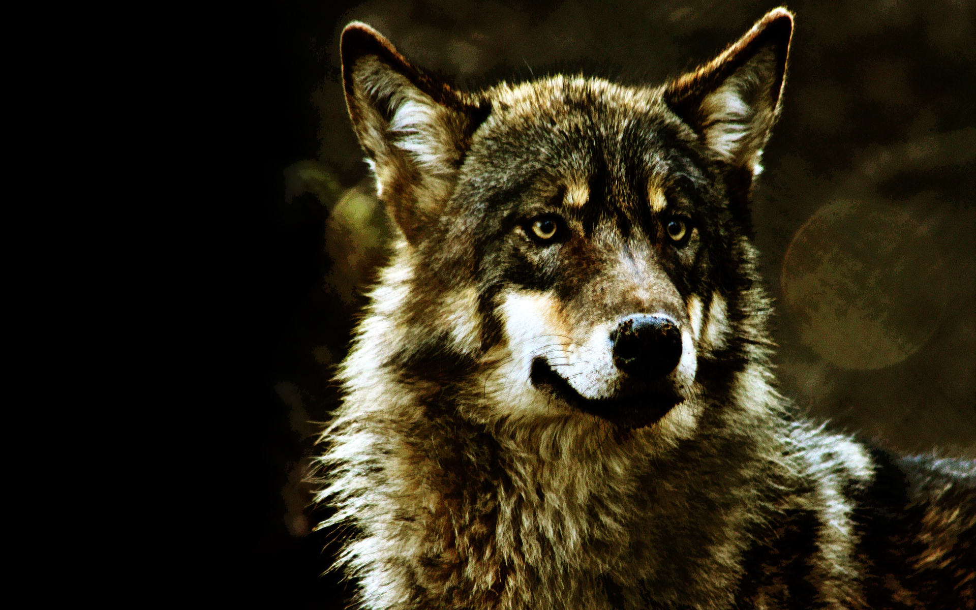 attractive wolf desktop wallpaper