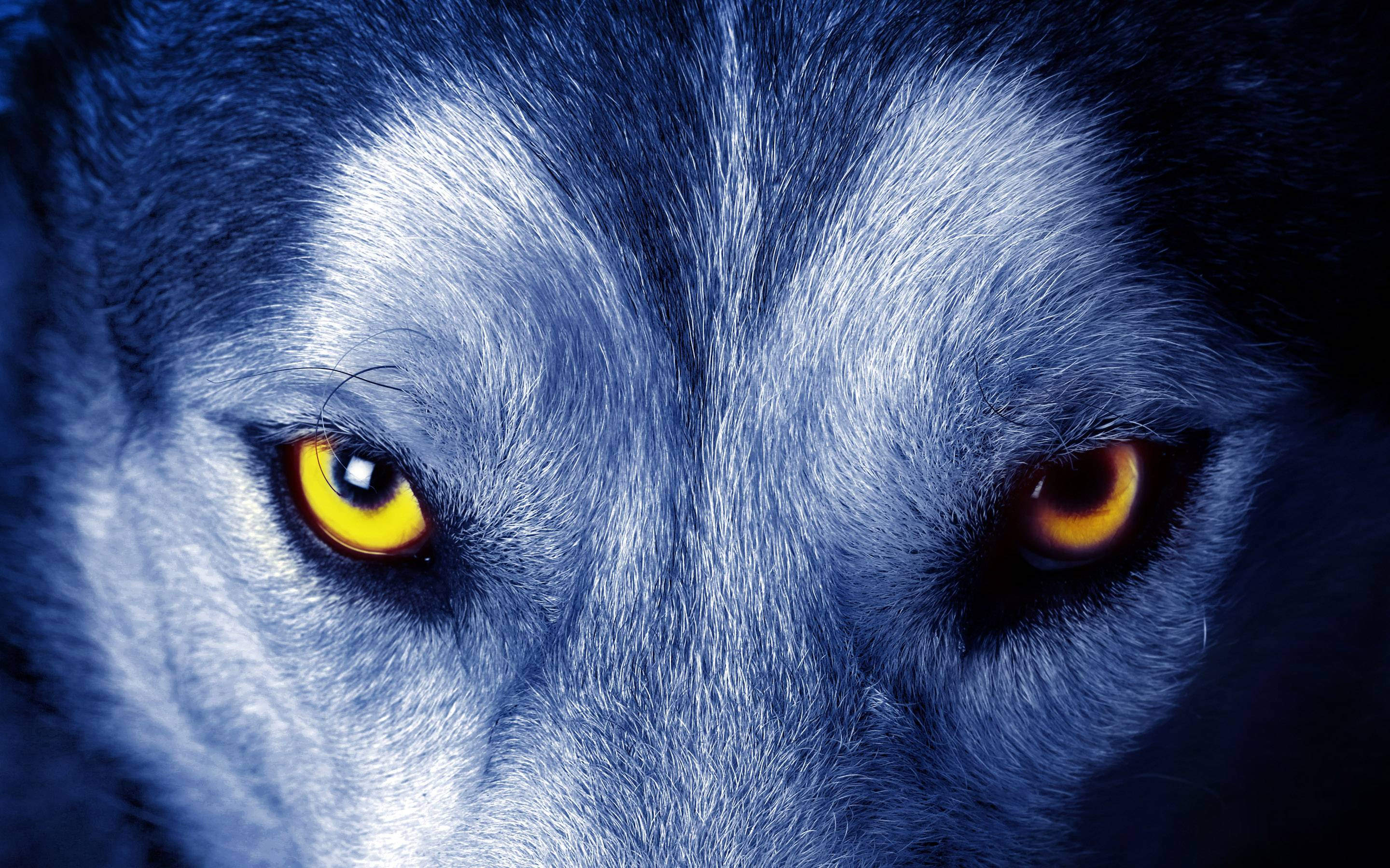 blue colored wolf background