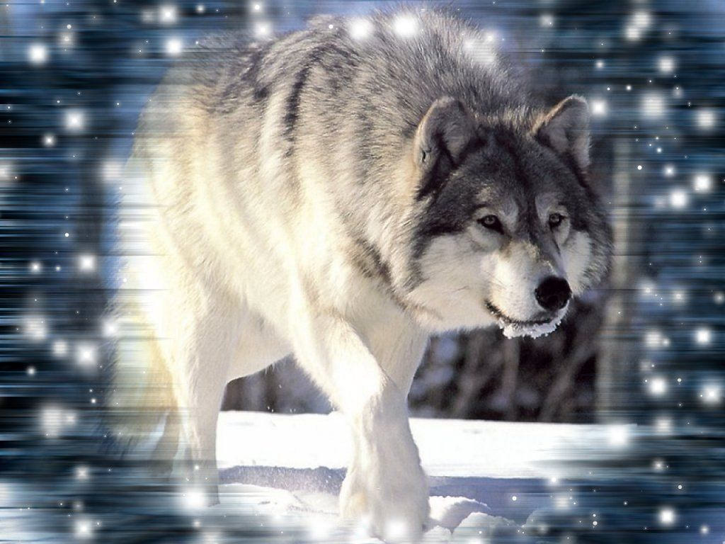 wild wolf screensaver