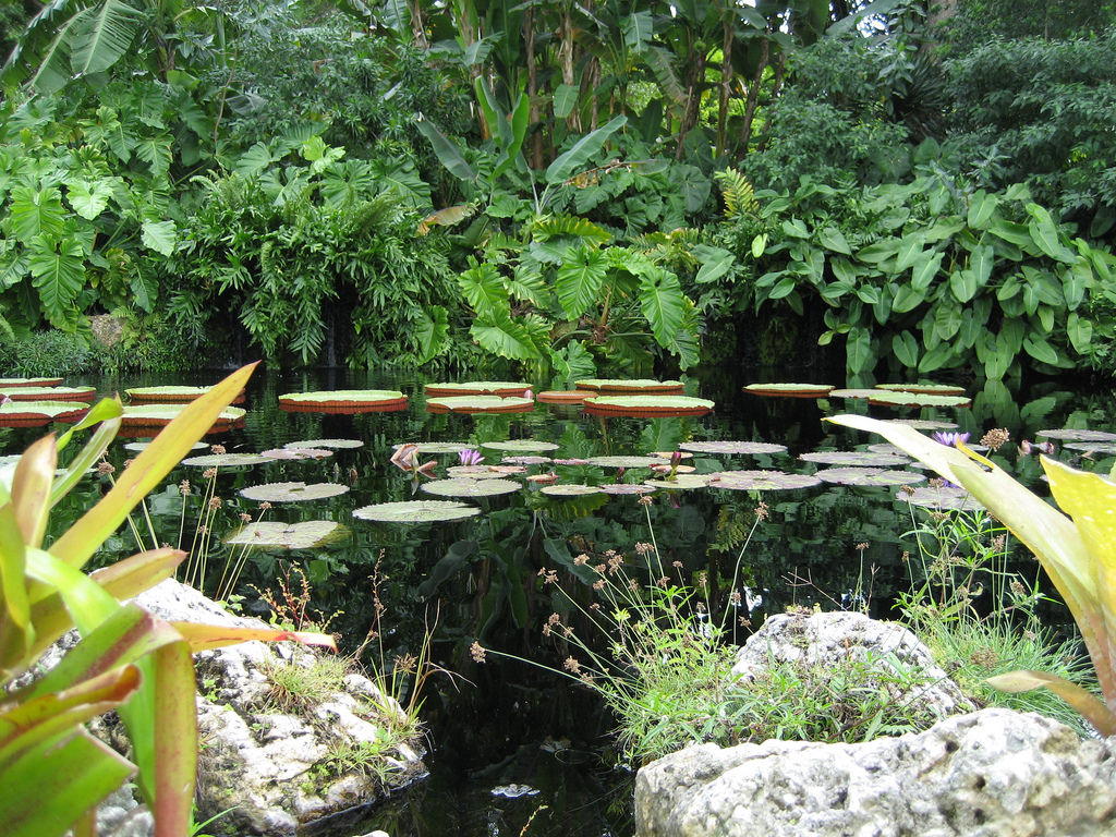 floating stones tropical garden