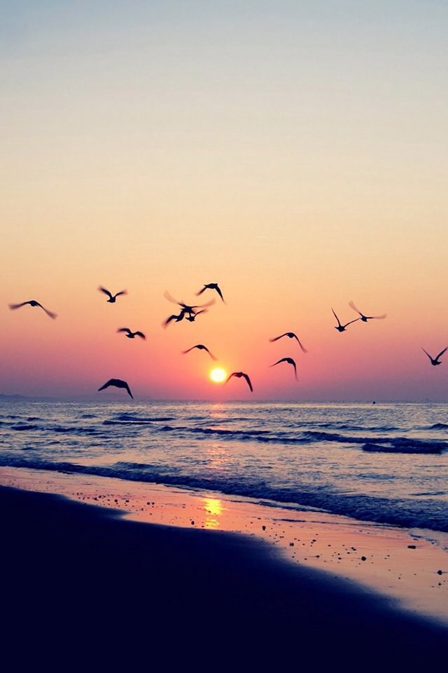 beach sunset shore birds iphone wallpaper