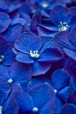 flowers blue petals