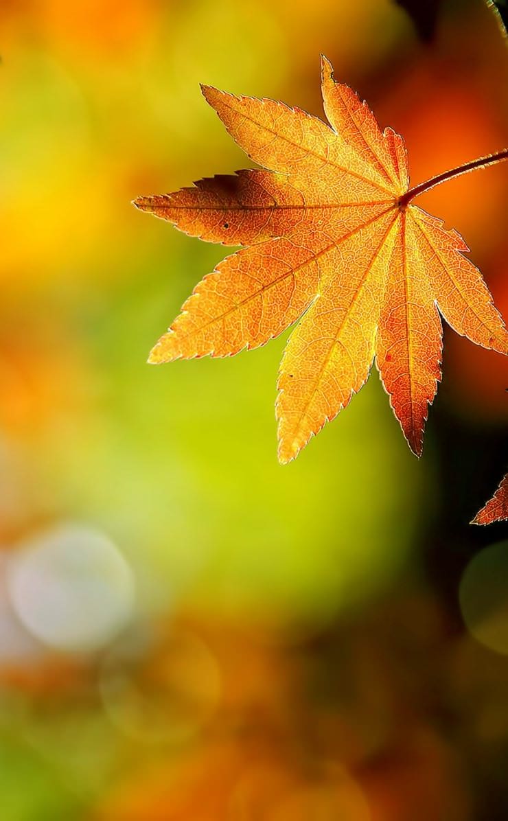 natural orange autumn leaves