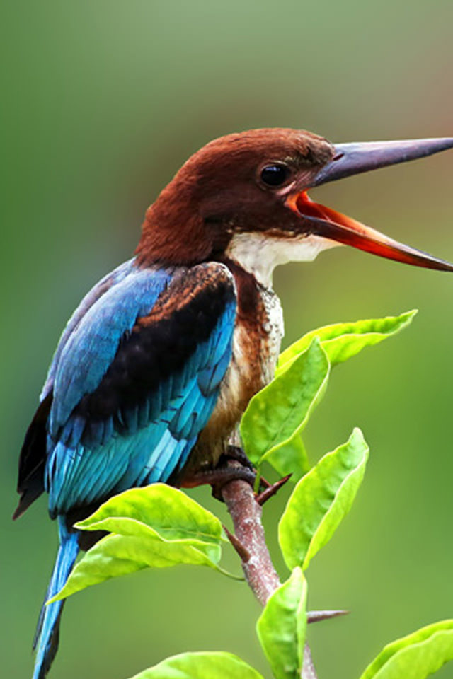 nature beautiful tweet kingfisher