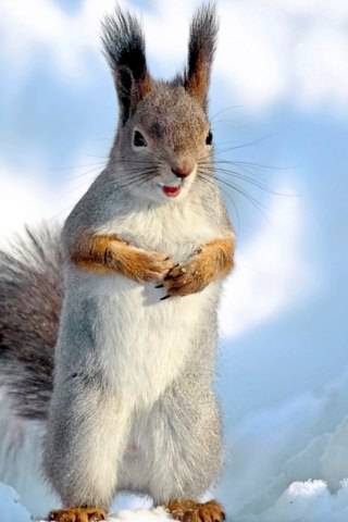 squirrel snow winter animal
