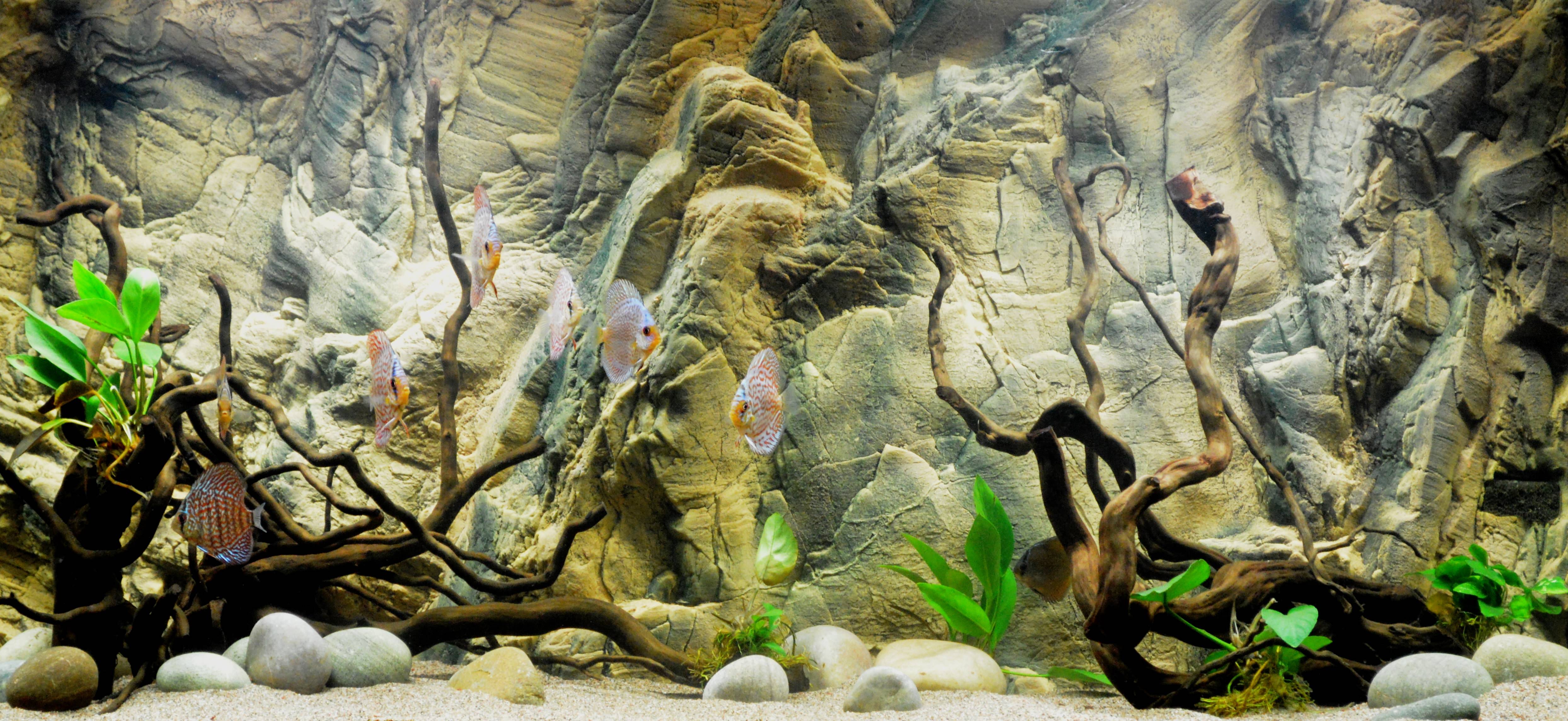 3d aquarium background