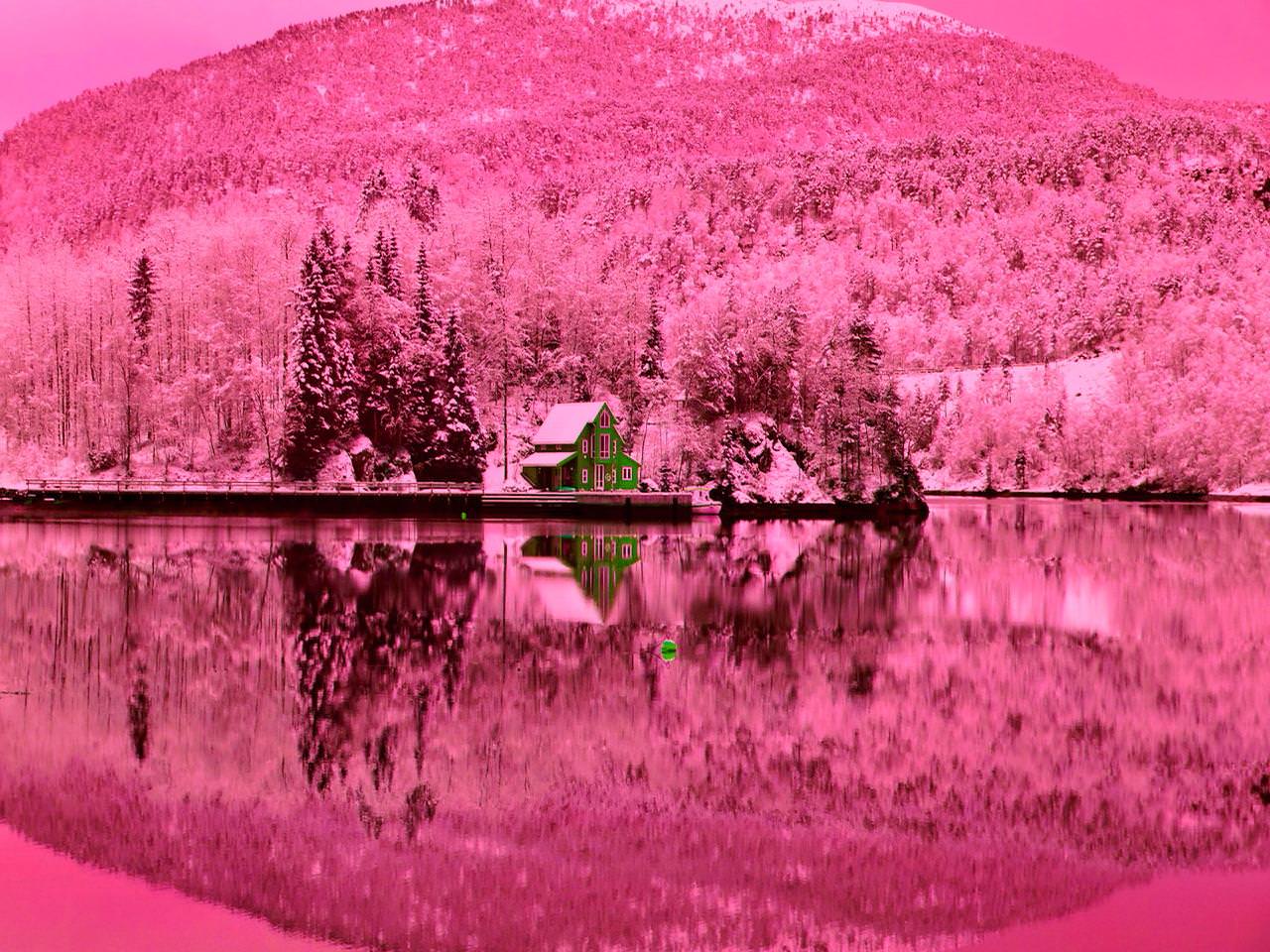 beautiful pink nature