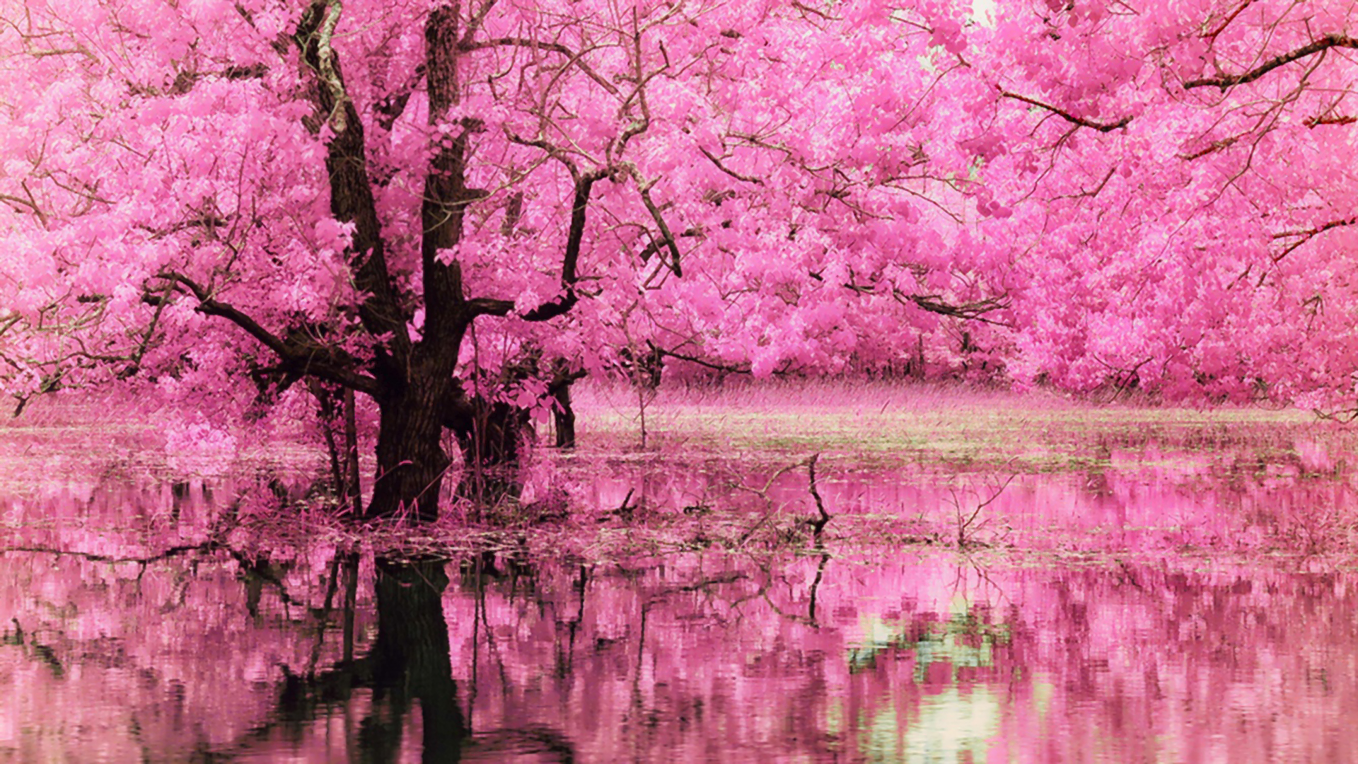 pink tree blossom reflection