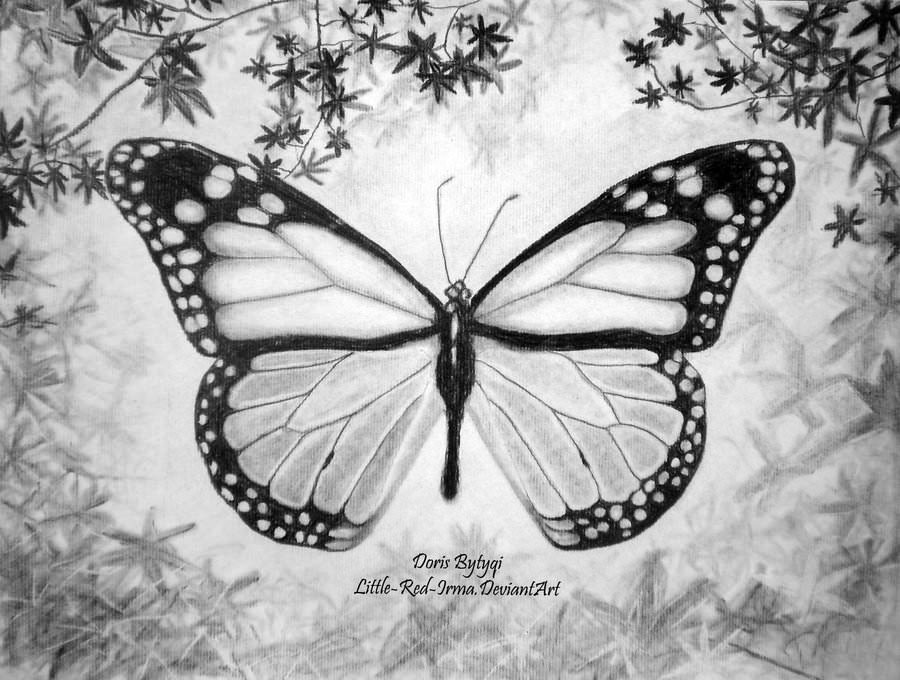butterfly with beautiful wings1