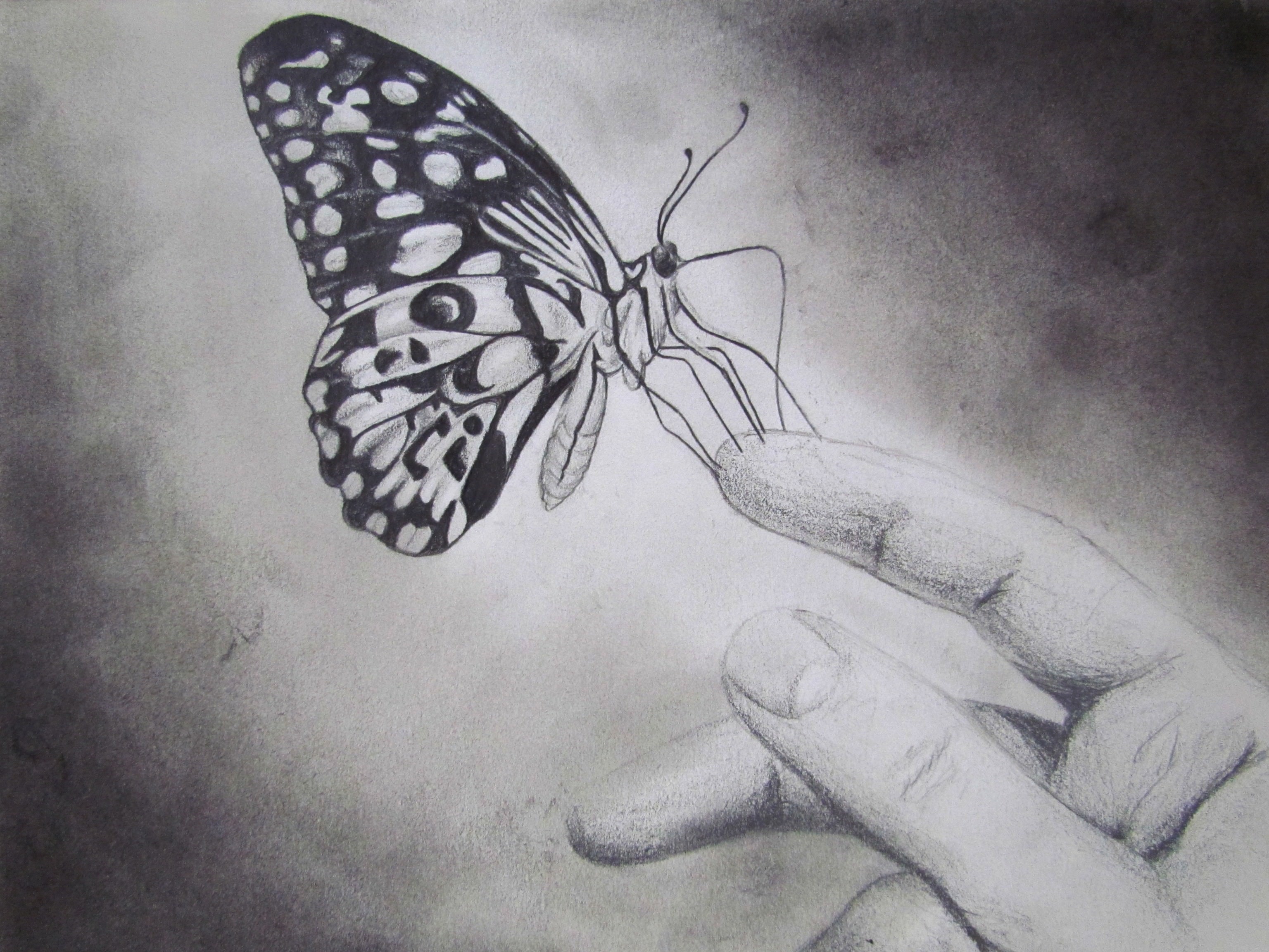 butterfly at the edge of the finger