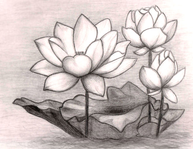 21 Flower Drawings Art Ideas Sketches Design Trends