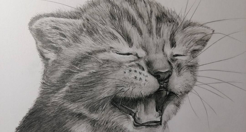 19+ Cat Drawings, Art Ideas, Sketches | Design Trends - Premium PSD
