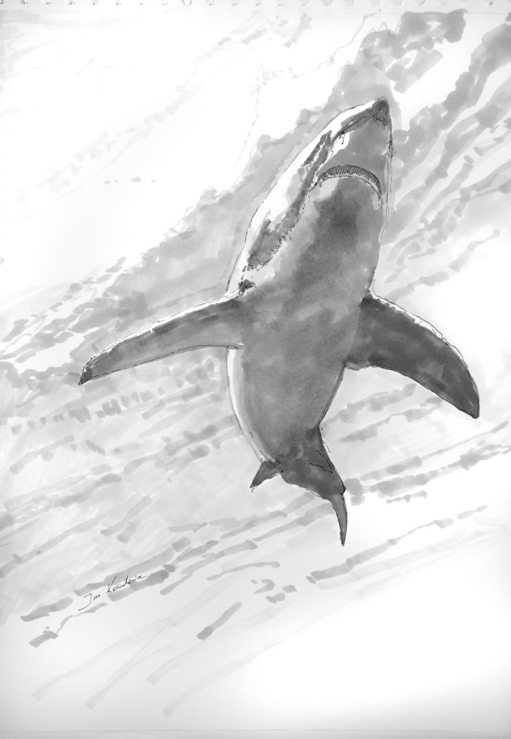 white shark drawing
