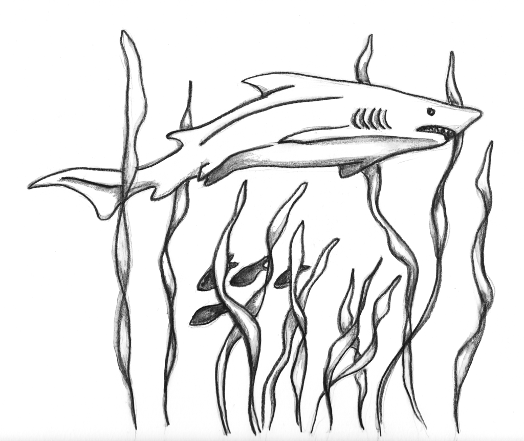 beautiful pencil drawn shark