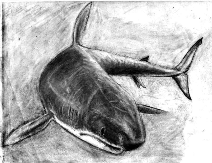 lurking great white shark drawing