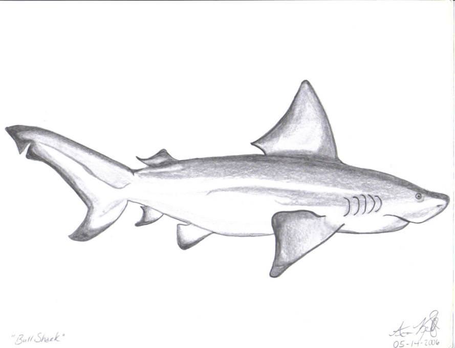bull shark drawing