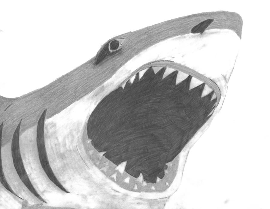 shark attack pencil drawing