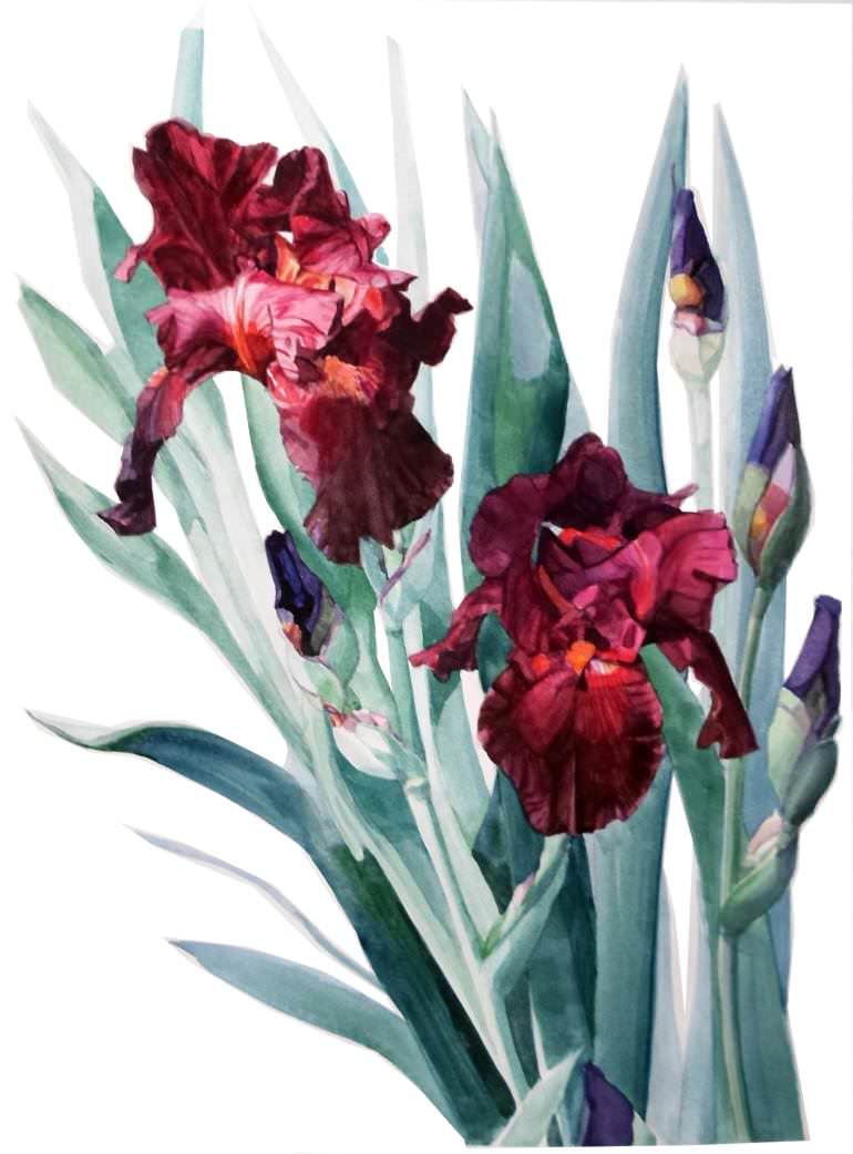 botanic watercolor painting