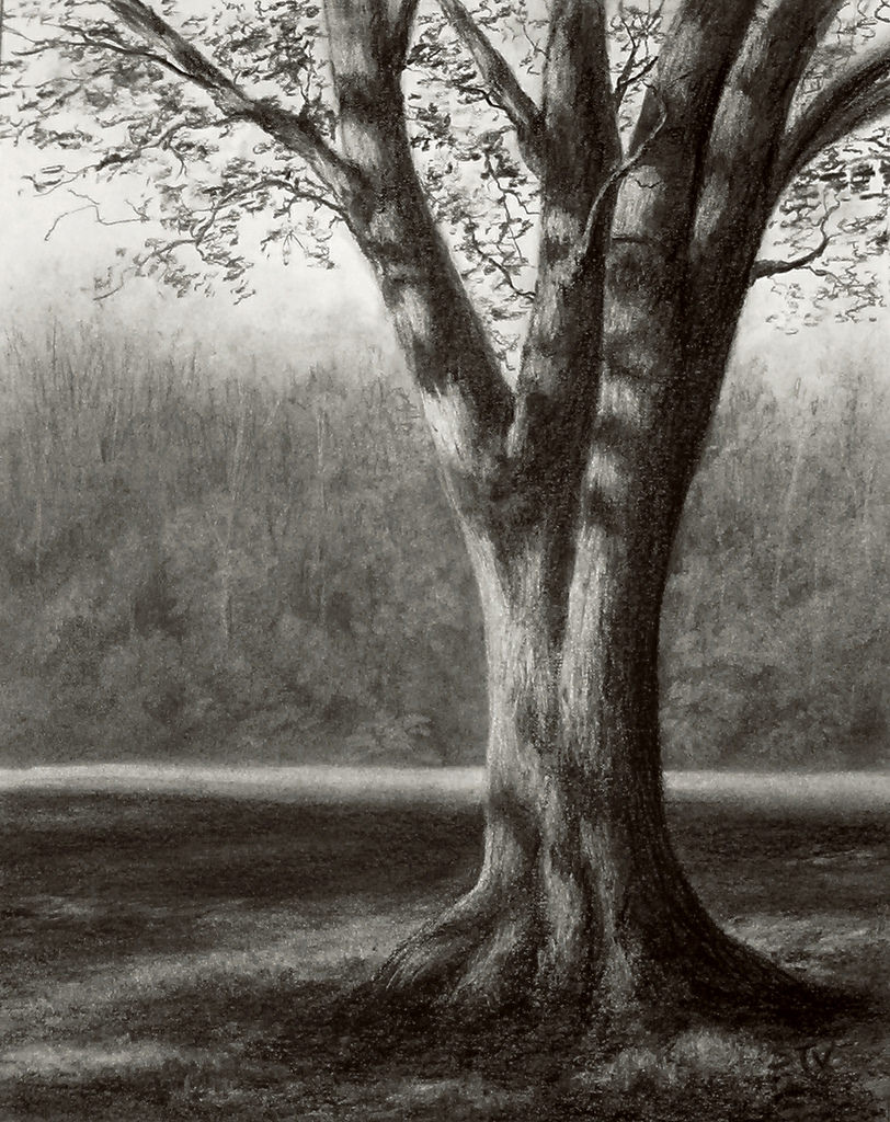 13+ Beautiful Collection Of Tree Drawings, Art Ideas