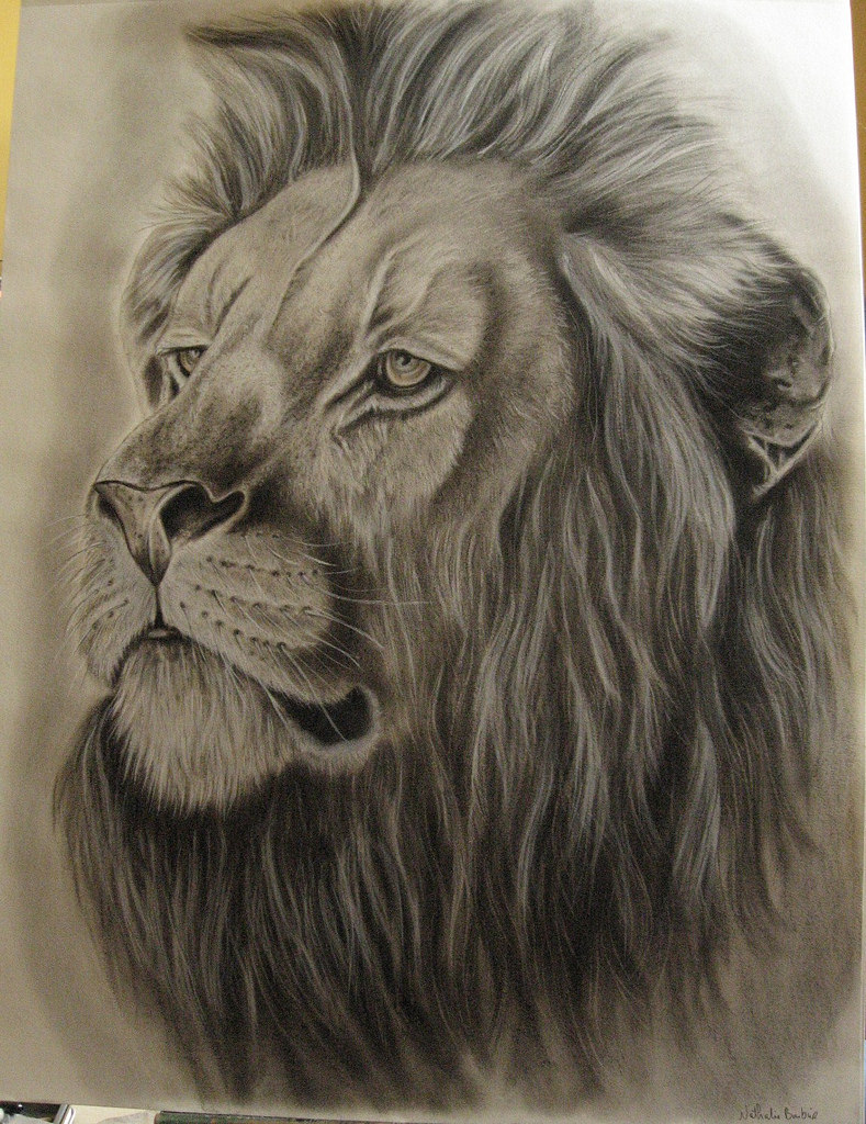 16+ Stunning Collection Of Lion Drawing | Design Trends - Premium PSD ...