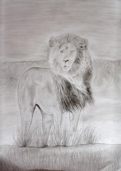 cool drawing lion drawings