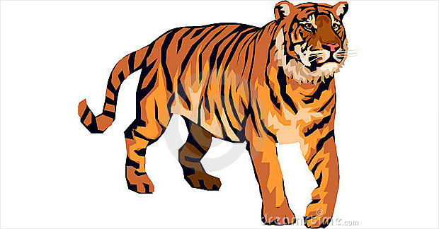 bold tiger walking
