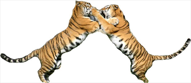 two tigers fighting
