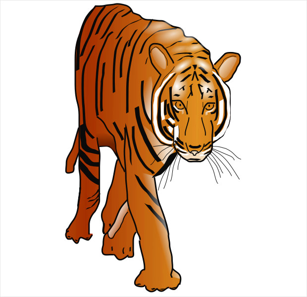 bengal tiger walking