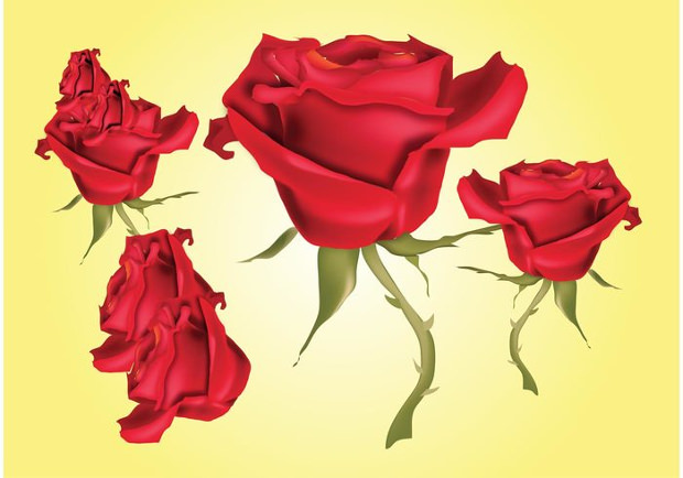 red rose vector illustration
