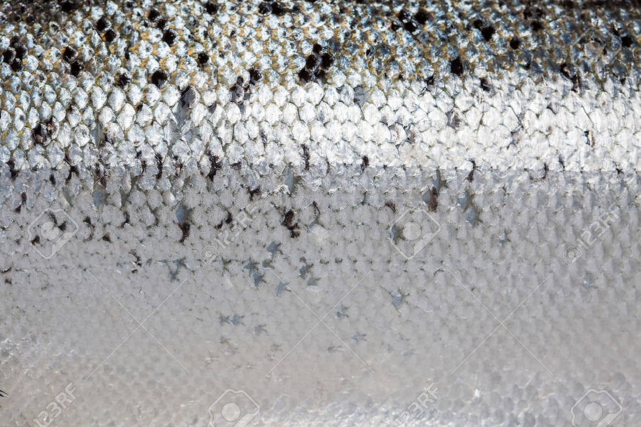salmon fish scale pattern 