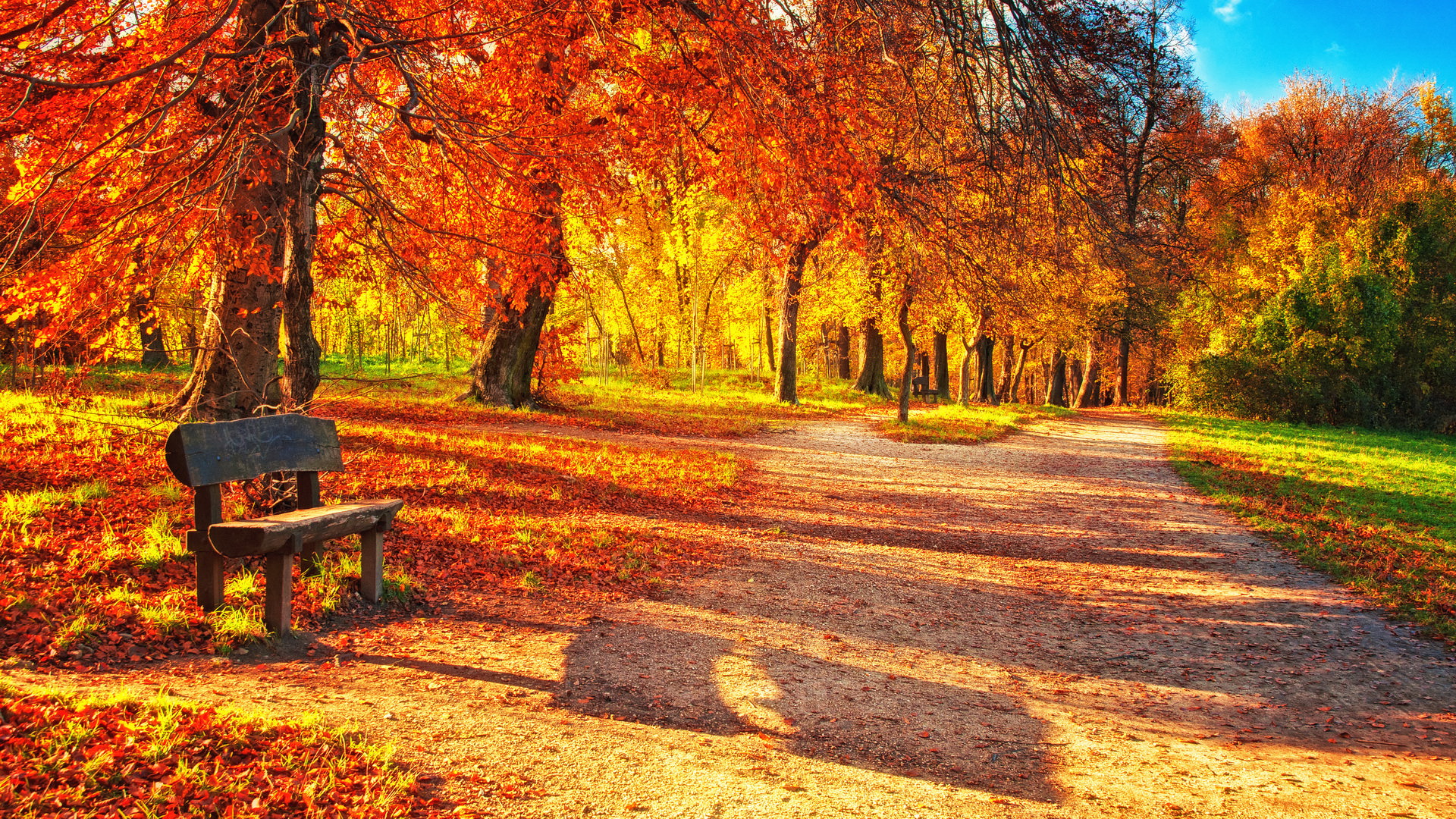 colourful leaves fall wallpaper