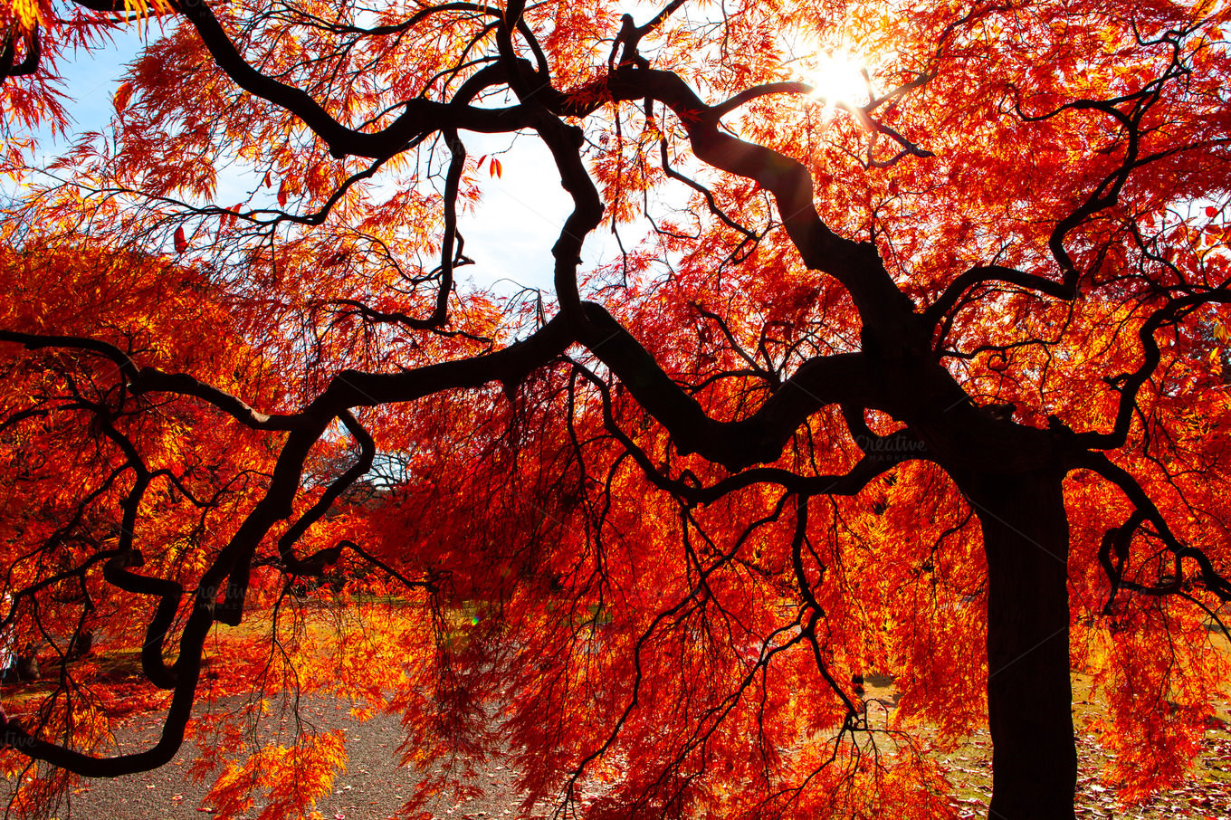 awesome autumn walldesktop